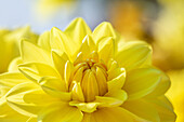 Dahlia, yellow