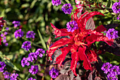 Amaranthus tricolor 'Early Splendor'