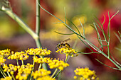 Wespe auf Blüte