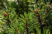 Conifer needles