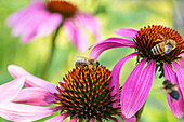 Echinacea purpurea, rosa