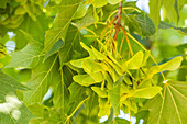 Acer platanoides