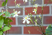 Clematis fargesioides