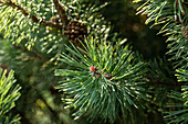 Pinus mugo 'Slavinii'