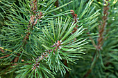 Pinus mugo 'Slavinii'