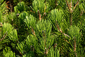 Pinus mugo 'Dirk'