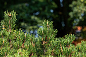 Pinus mugo 'Laurin'