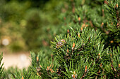 Pinus mugo 'Laurin'