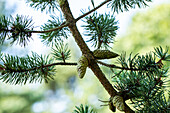 Pinus banksiana 'Arktis'