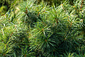 Pinus wallichiana 'Nana