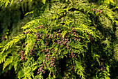 Chamaecyparis lawsoniana