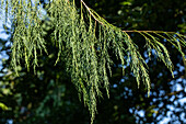 Chamaecyparis lawsoniana 'Imbricata Pendula'.