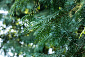 Chamaecyparis lawsoniana 'Robusta'