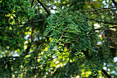 Chamaecyparis lawsoniana