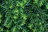 Tsuga canadensis 'Nana'