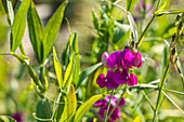 Lathyrus