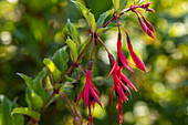 Fuchsia magellanica var. gracilis