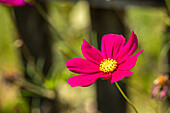 Cosmos bipinnatus, red specimen