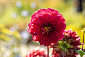 Dahlia, red