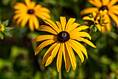 Rudbeckia fulgida