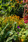 Tagetes in the kitchen garden