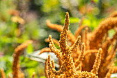 Amaranthus cruentus