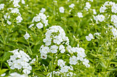 Phlox paniculata 'Pax'