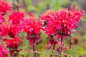 Monarda didyma 'Bee-Happy'®