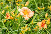 Hemerocallis, orange