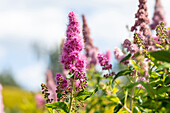 Spiraea billardii Triumphans