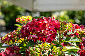 Hydrangea macrophylla 'Magical Ruby Tuesday'®