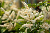 Astilbe japonica 'Washington'