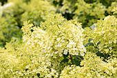 Hydrangea paniculata 'Bobo'®