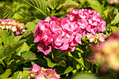 Hydrangea macrophylla, rosa