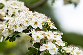 Crataegus laevigata