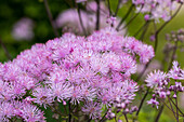 Thalictrum aquilegifolium