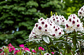 Rhododendron hybrid 'Sappho