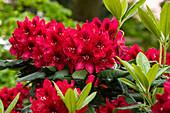 Rhododendron 'Aeschbacher´s Rubin'