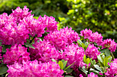Rhododendron 'Omega