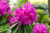 Rhododendron Lilofee