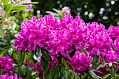 Rhododendron 'Lilofee'