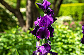 Iris x germanica 'Sable'