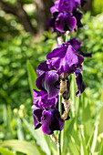 Iris germanica 'Sable'