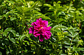 Rosa rugosa Rosa rugosa 'Roseraie de l'Hay