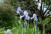Iris x germanica, hellblau