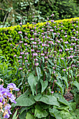 Phlomis tuberosa