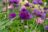 Zier-Allium, violett