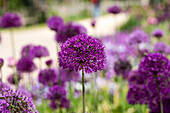 Zier-Allium, violett