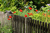 Fence with poppies