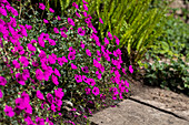 Geranium cinereum var var. subcaulescens 'Giuseppii'